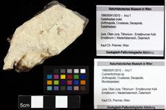 Foto (Objekt + Etiketten) von Culmenformosa sp. 